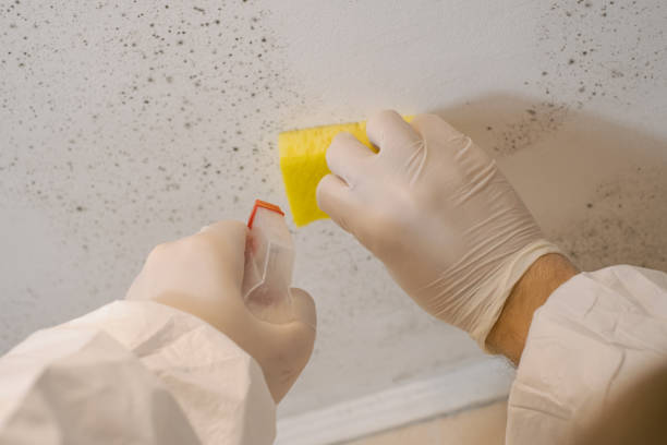 Best Mold Remediation for Healthcare Facilities  in Piperton, TN