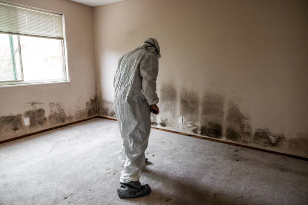 Mold Removal for HVAC Installations in Piperton, TN